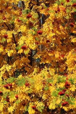 Осенняя рябина (Фото 5) 