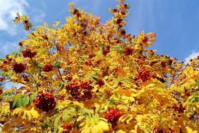 Осенняя рябина (Фото 3)