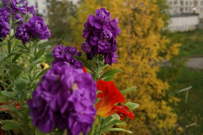 Балконные цветы (Фото 4)